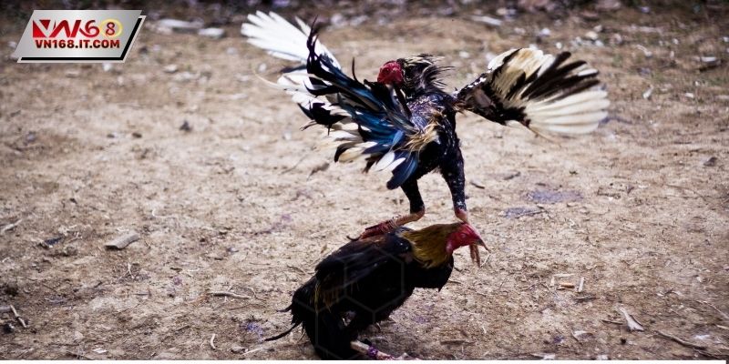 Đá gà cựa dao mới mẻ, hấp dẫn