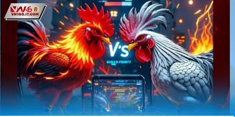 Khám phá sân chơi đá gà trực tiếp C2